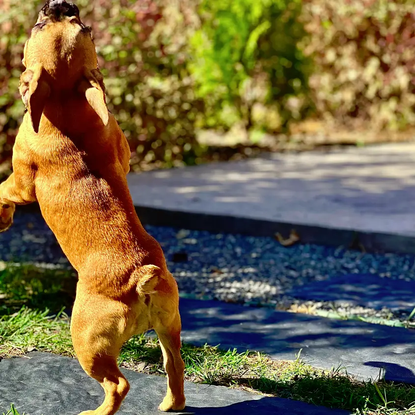 Фото 3 пошаговая плитка Stone Черный Сланец на садовой дорожке